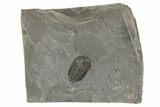 Prone Triarthrus Trilobite Fossil - Ontario #191149-1